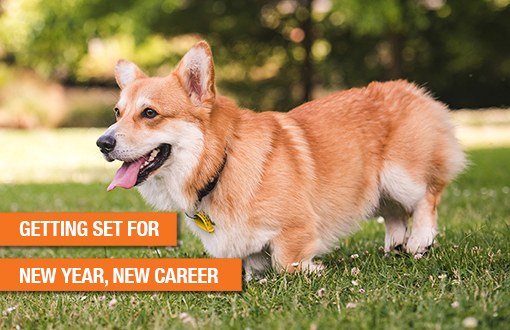 New Year, New Career?  Tips to make it happen